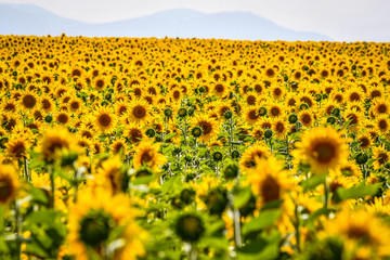 Obraz premium Nice field of sunflowers on a sunny day. Alava, Basque Country, Spain