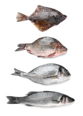Different fresh fishes on white background