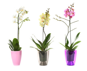 Beautiful orchids in pots on white background