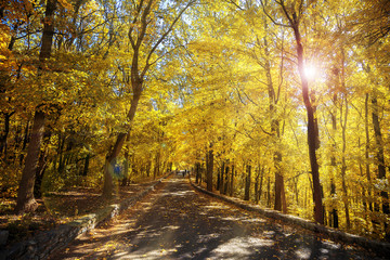 Gold autumn landscape, wallpaper. Sun rays make their way through trees and illuminate the road passing through forest. Beauty of season nature. Walking in Park on fresh air, as a healthy lifestyle.
