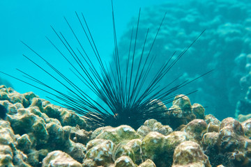large sea urchin with very long skewers, horizontal perspective from below, with blue background