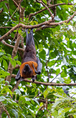 Bats are resting on tree