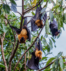 Bats are resting on tree