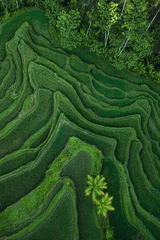 Poster Im Rahmen Aerial view of Tegallalang Bali rice terraces. Abstract geometric shapes of agricultural parcels in green color. Drone photo directly above field. © Oleg Breslavtsev