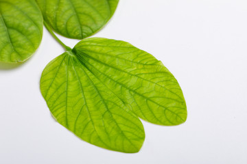 Happy Dussehra greeting card Green Leaf and Flower