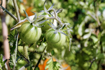 Green tomatoes on a branch, on a green background.