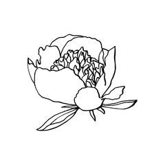 hand drawn peony flower. floral design element