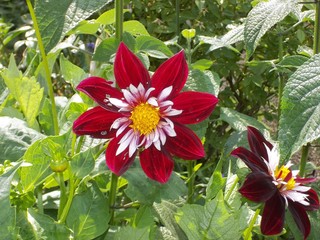 Arbres fleurs et incectes