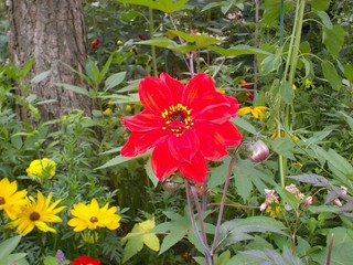 Arbres fleurs et incectes