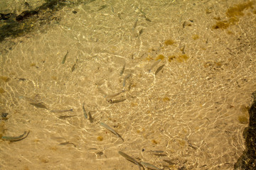 natural background with fish