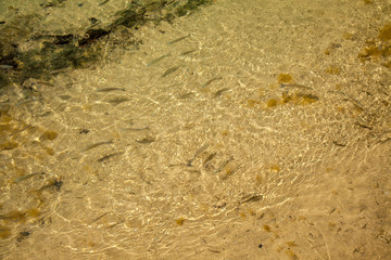 natural background with fish