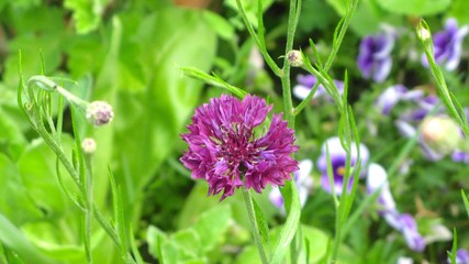 Arbres fleurs et incectes