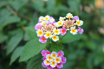 Multi-colored lanthanum flowers close-up (Lantana camara )