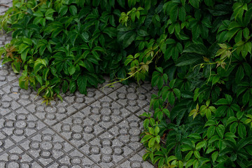 Wild plants on a street