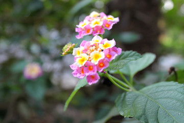 Multi-colored lanthanum flowers close-up (Lantana camara )