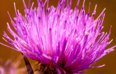 The Grand Canyon offers more natural beauty other than the canyon. There are wildflowers, forests, fields and many other areas of natural interest-each living thing contributing to the natural rhythm