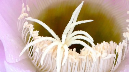 Arbres fleurs et incectes