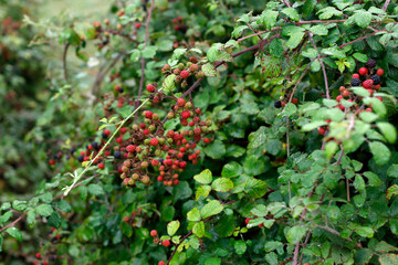 Blackberries in brambles