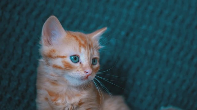 Fluffy Cute Red Kitten Sits on Couch and Looks Cute Around at Home.