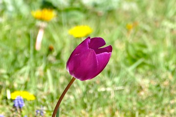 Arbres fleurs et incectes