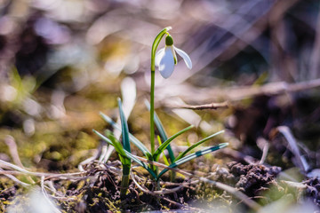 snowdrops in the forest