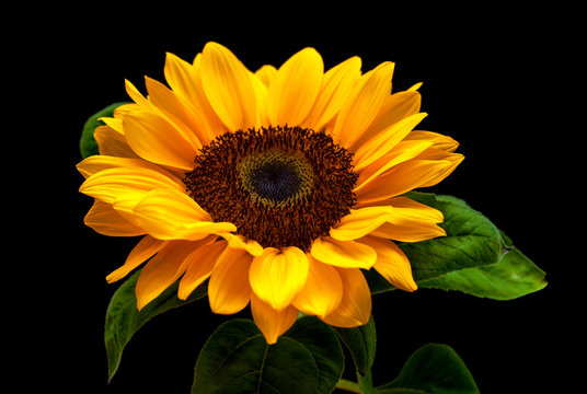 Black Sunflower Images – Browse 74,734 Stock Photos, Vectors, and Video |  Adobe Stock