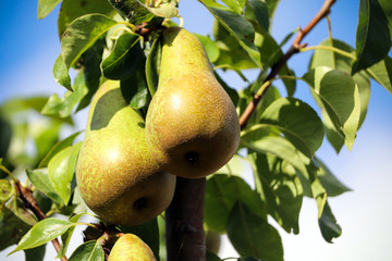 Summer pears growing on a tree