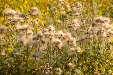 bloomed thistle with blowballs and seeds in autumn, fluffy creeping thistle with blowballs in country field