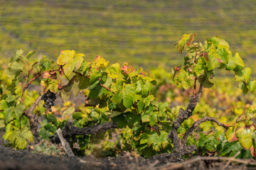 Weinreben auf einem Weinberg