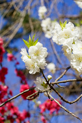 白い花ももの花