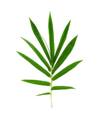 Tree leaves isolated on white background