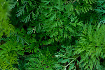 Green Bush of curly parsley close up macro.