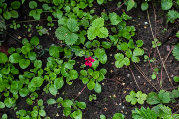 Alone pink flower in the green garden