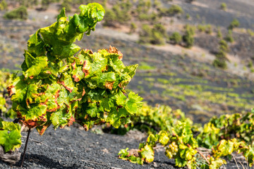 Weinreben auf einem Weinberg