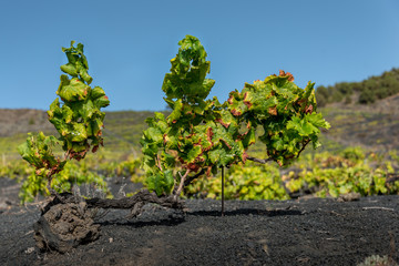 Fototapeta na wymiar Weinreben auf einem Weinberg