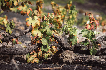 Weinreben auf einem Weinberg