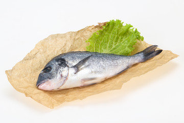 Raw Dorada fish  for cooking