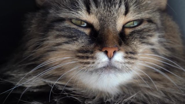 Cute muzzle of a tabby domestic cat close up