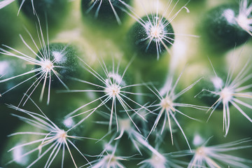 Cactus Patterns