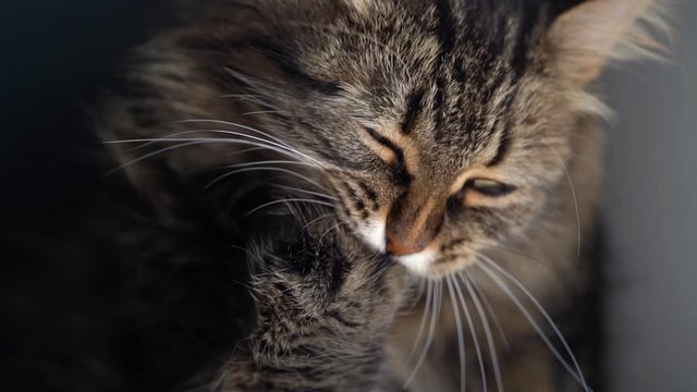 Cute tabby domestic cat washing up close up. Slow motion