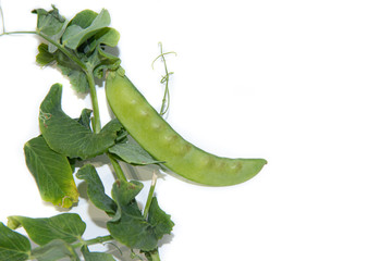 green peas isolated on a white background. healthy nutrition. fresh vegetables