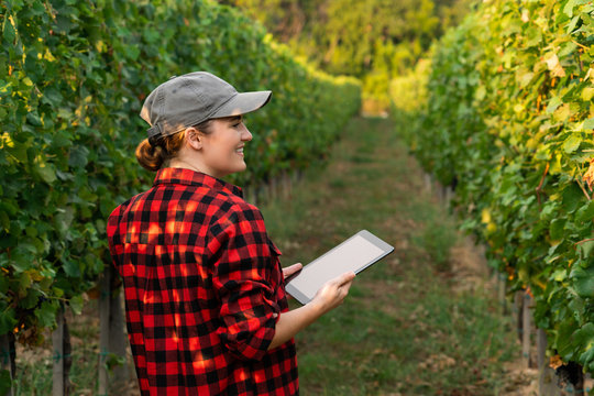 A woman farmer examines the vineyard and sends data to the cloud from the tablet. Smart farming and digital agriculture.