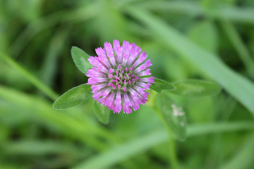 Fototapeta premium Close-up meadow clover flowers (lat. Trifolium pratense)