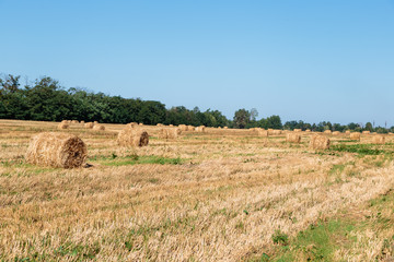 Fototapeta premium Hay bales in the field. Harvesting