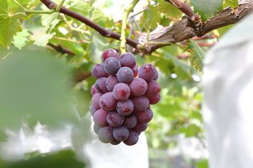 Japanese grape in vineyard of Okayama,Japan