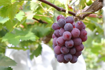 Japanese grape in vineyard of Okayama,Japan