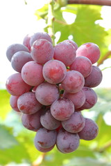 Japanese grape in vineyard of Okayama,Japan