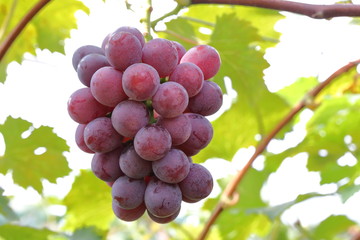 Japanese grape in vineyard of Okayama,Japan