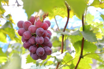 Japanese grape in vineyard of Okayama,Japan