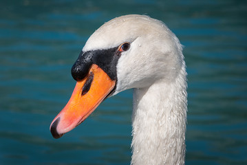 Obraz premium Close up portrait of a Swan in the water